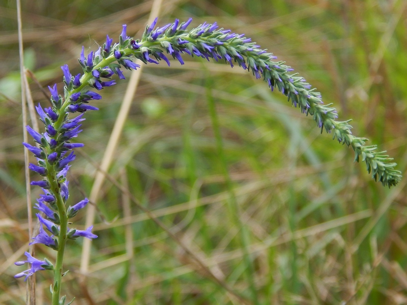 Veronica sp. : V. spicata o V.barrelieri (Plantaginaceae)